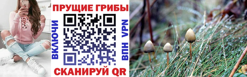 Галлюциногенные грибы MAGIC MUSHROOMS  KRAKEN как войти  darknet официальный сайт  где купить   Каменногорск 